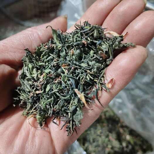 南召县杜仲雄花批发一一一泡茶给力