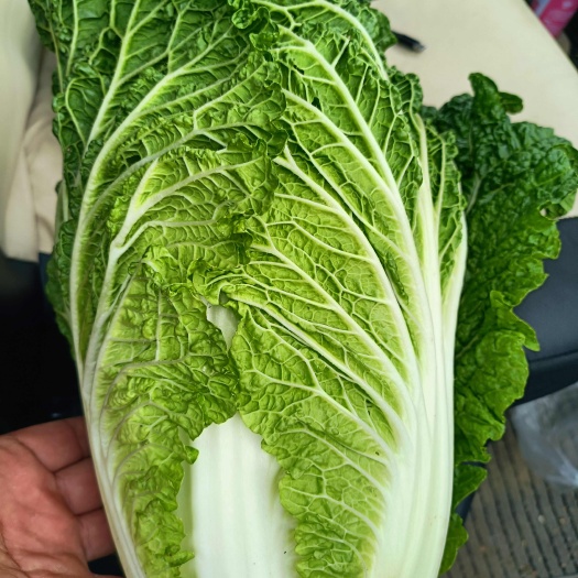 大白菜