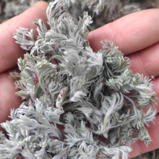 洛宁县茵陈，干货，量大价格可谈，可长期供货，根苗种子也有，欢迎咨询