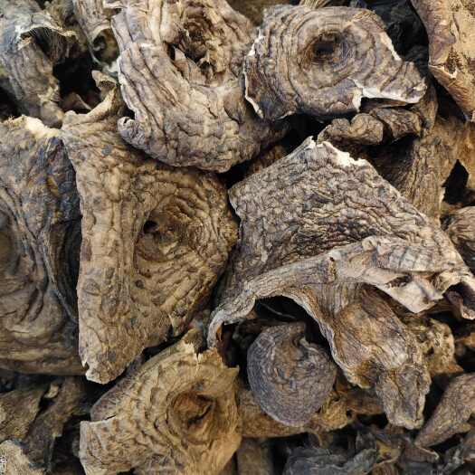 成都虎掌菌大货批发 2000公斤 优惠出