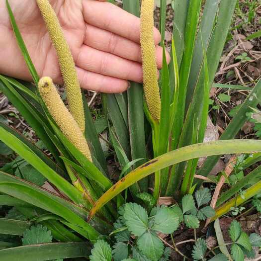 万源市石菖蒲种子籽花穗 石菖蒲种苗育苗一手货源大量供应量大价优