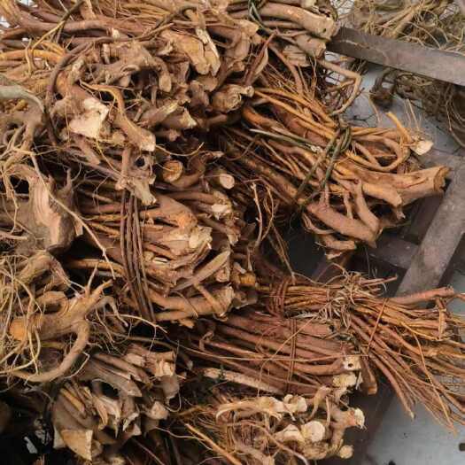 连南县五指毛桃