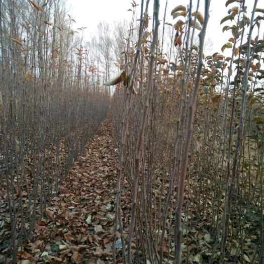 梨树县秋乐苹果苗