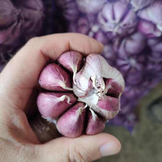 昆明云南红皮蒜/红皮瓣瓣蒜/精品商超货/200公斤起发