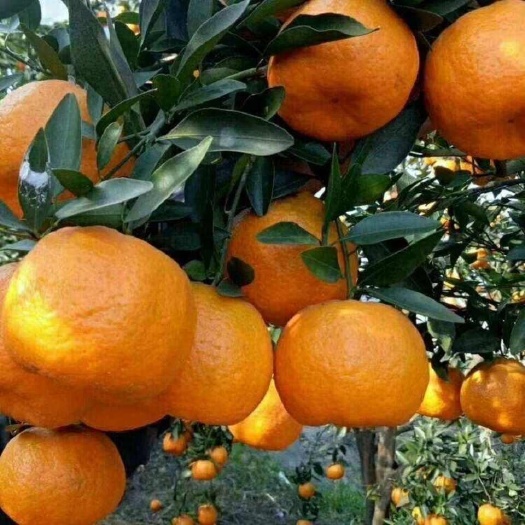 古丈县椪柑