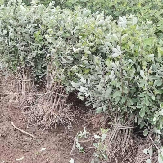 玉林蔓荆子苗