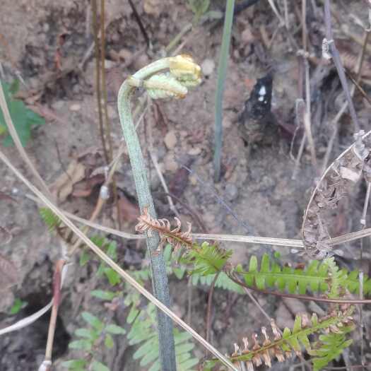 蕨菜 蕨苔 龙爪蕨贵州高山生长鲜货 新鲜上市