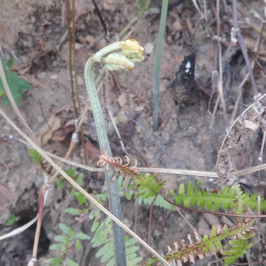 兴仁市蕨菜 蕨苔 龙爪蕨贵州高山生长鲜货 新鲜上市