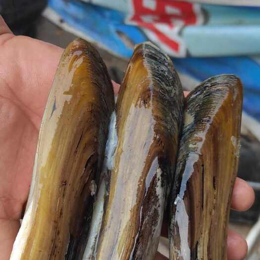 汝南县橄榄蛏蚌