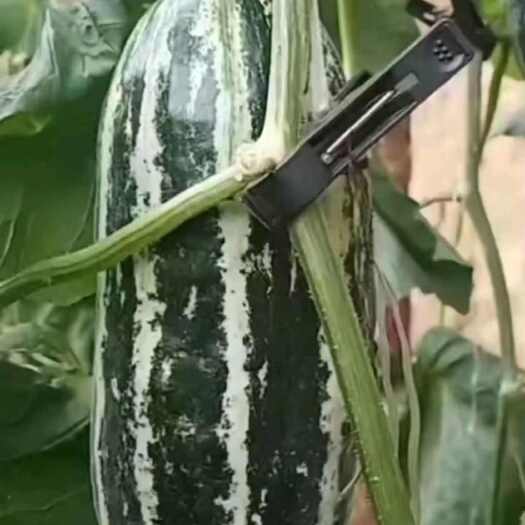 单县山东单县博阳九，博阳61。品种齐全，一手货源，保质保量。