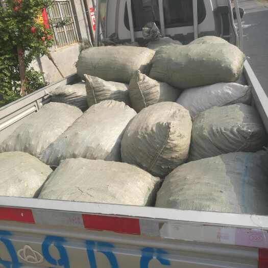 丰县核桃菌（猴脑菌）批发。量大质优，产地直发。