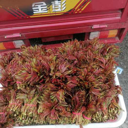 大竹县香椿芽