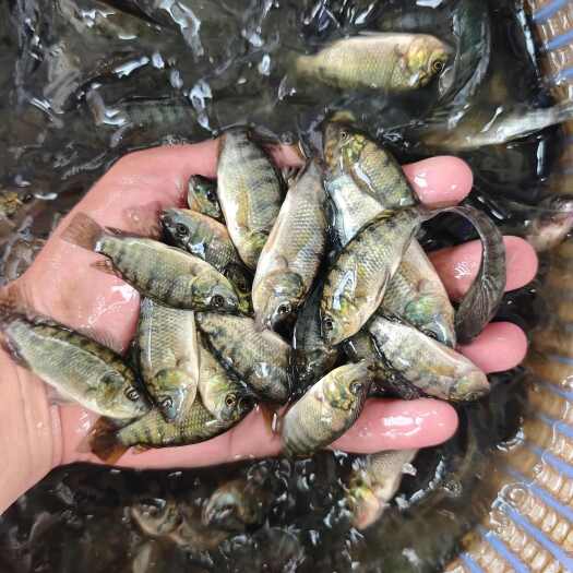 东安县快大罗非苗/恒生一号/海南一号/青宝路/批发