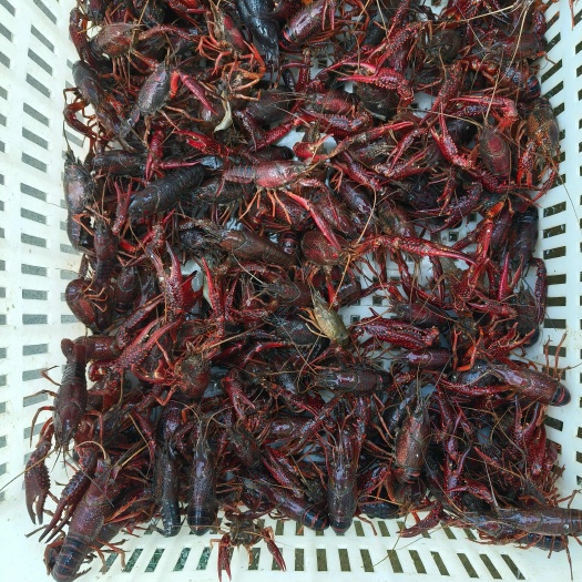 小龙虾