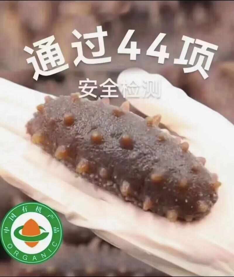 烟台牟平优质海参干 农副水产加工精品