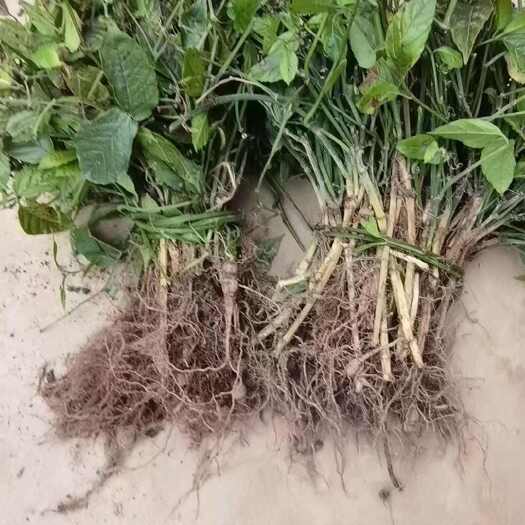 贵州贞丰三叶青全草中药材天然种植草本植物