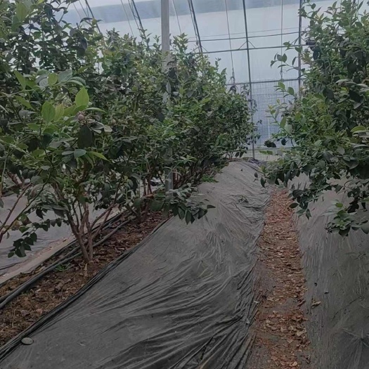 莒县蓝莓苗蓝莓树大棚地栽盆栽占地大树基地直达包装质量品种齐全一手