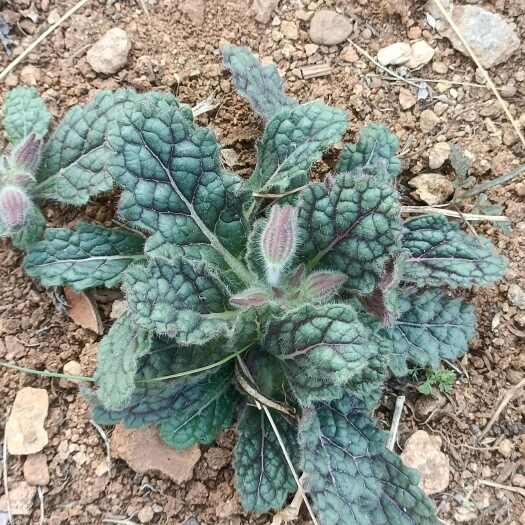 蒙阴县沂蒙山区现挖鲜生地黄新鲜地髓地黄中药材泡茶喝
