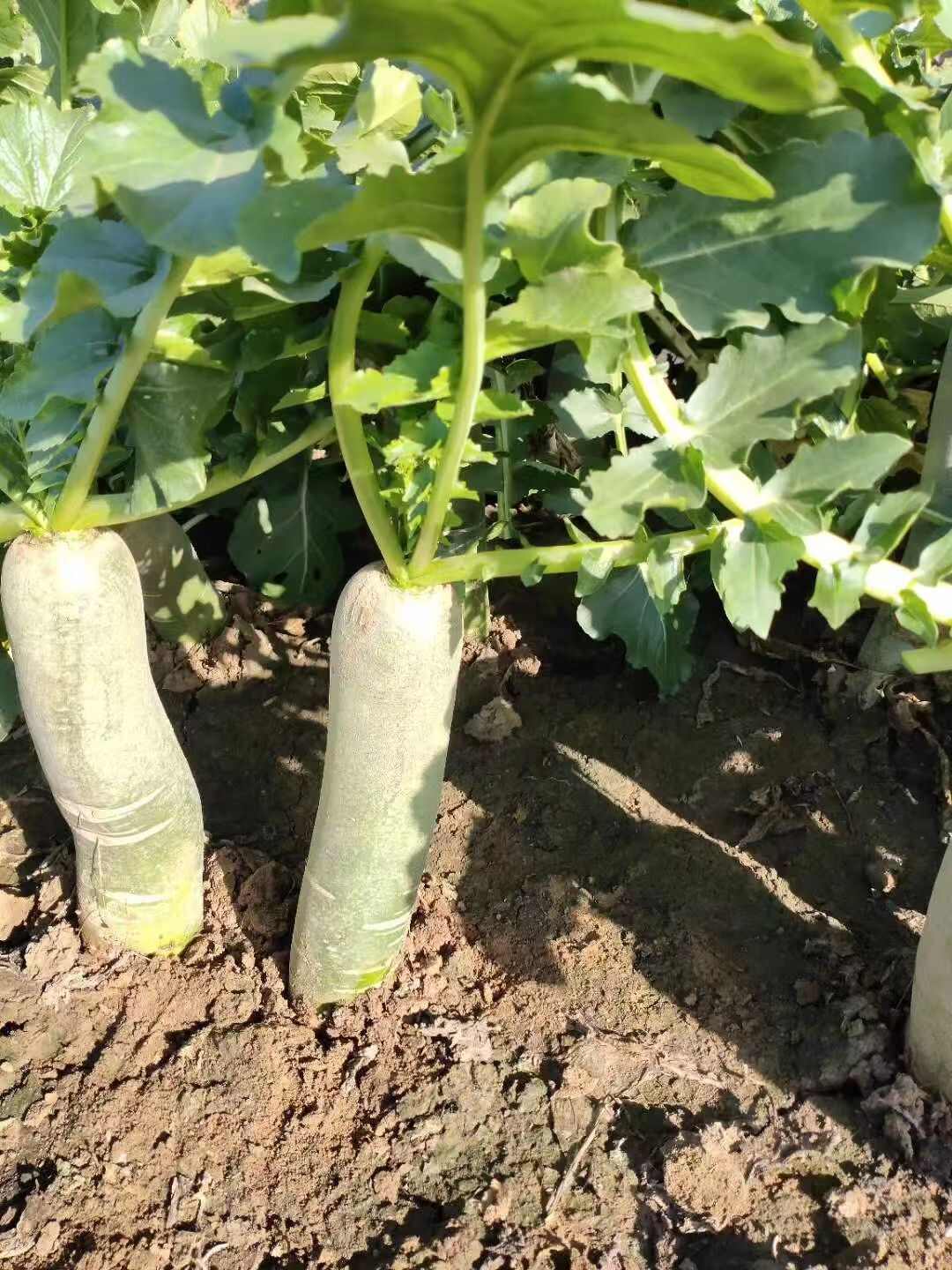 潍坊青萝卜水果萝卜  产地直发 量大质优 对接各大合作商