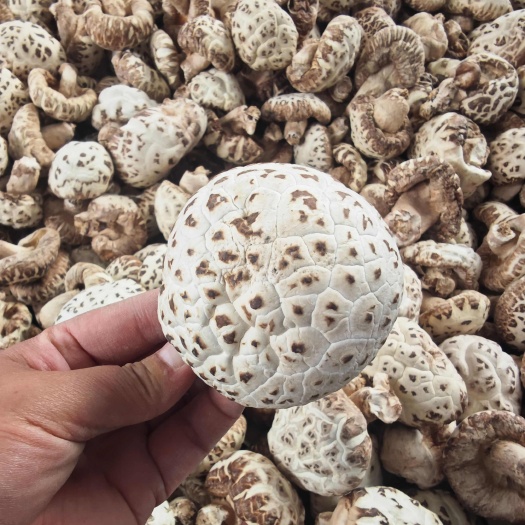 河南花菇干货肉质醇厚源头产地直供质量保证