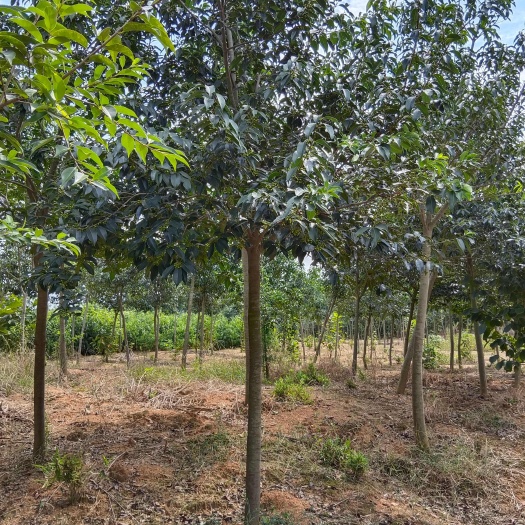 红果冬青树、红果冬青树小苗都有现货供应！欢迎来基地看苗！