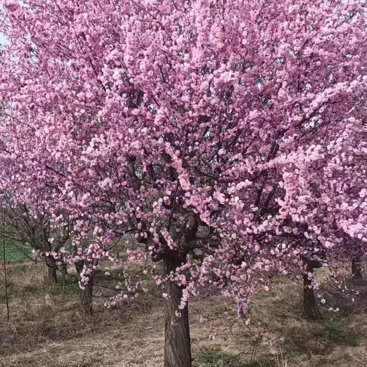 南召县红梅骨里红