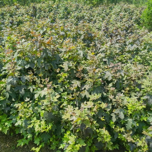 重庆市重庆江津基地直供 枫香树苗 林木种子许可证经营 可批量定制
