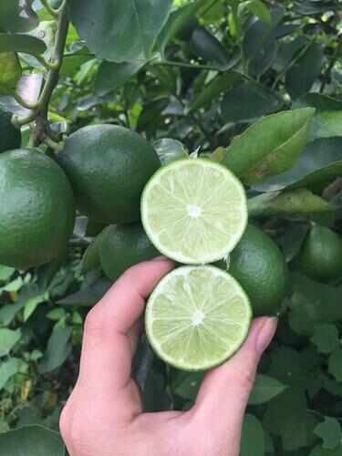 博罗县无籽青柠