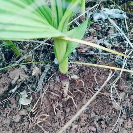蓬溪县四川遂宁蓬溪种植基地批发中药材多花宽叶白芨种苗大根苗