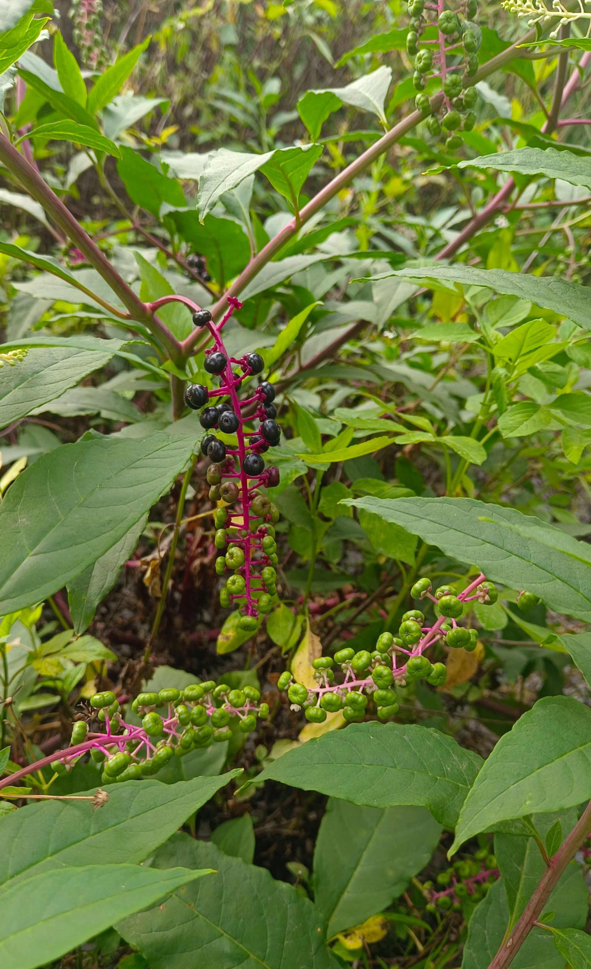 商陆，也叫山萝卜，金七娘，章柳，切片干货，今年新货。