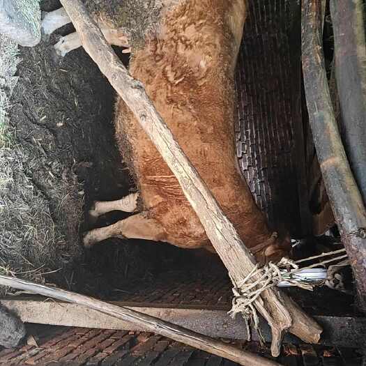 家养老黄牛