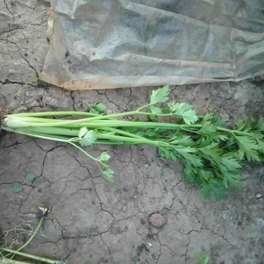 漯河新鲜小西芹芹菜上市
