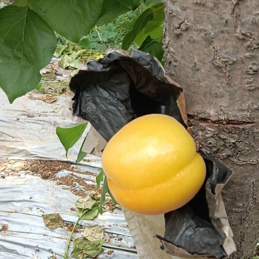 新绛县金太阳杏