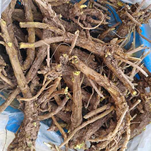 洛南县陕西秦岭黄芩，长周期生长，品质好，质量如图，保质保量