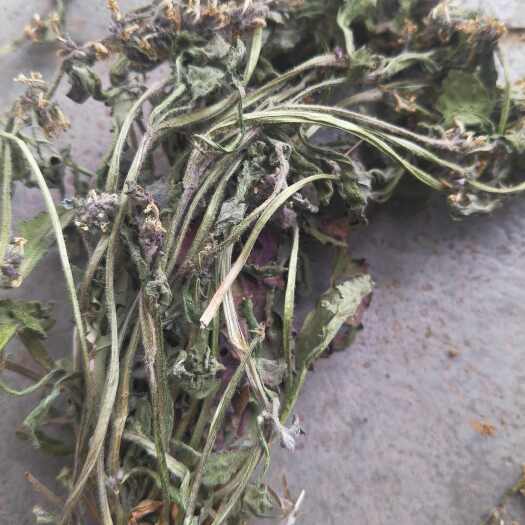 白毛夏枯草，水洗货，颜色青