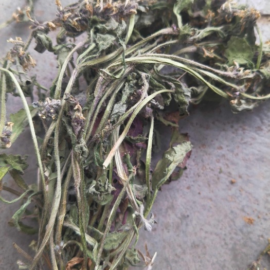 罗山县白毛夏枯草，水洗货，颜色青