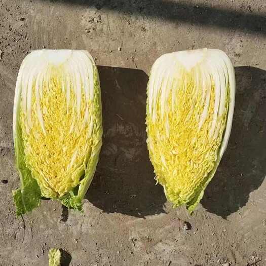 科左中旗东北产地冬储黄心大白菜（棵重量3斤以上）