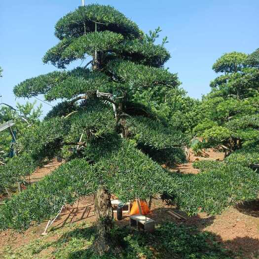 长沙县造型罗汉松