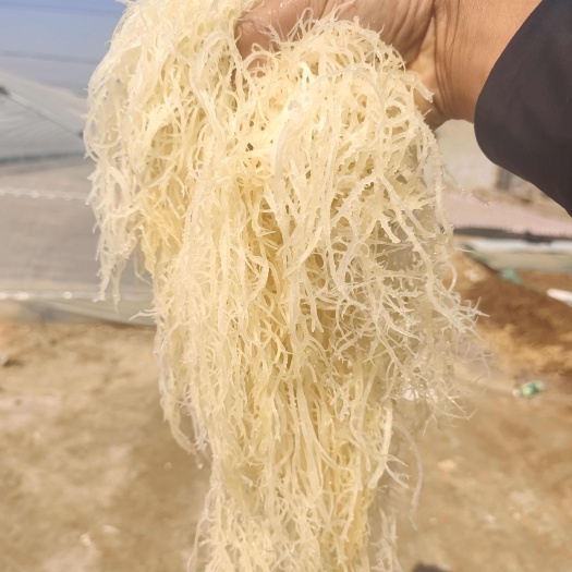 滕州市龙须菜，电商货，市场货。各种产品，各种款式。可以带分小包装