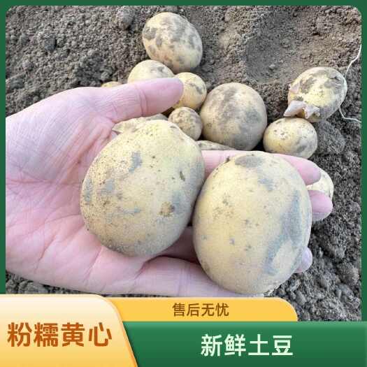天门市湖北天门市新鲜土豆 洋芋批发优质精品蔬菜 直供生鲜 货源充足