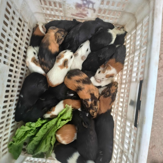 桃源县荷兰猪，豚鼠