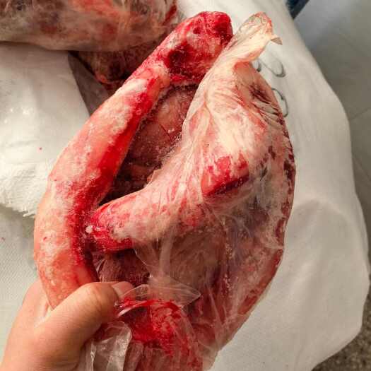 汕头精修无头鲜鞭宝
