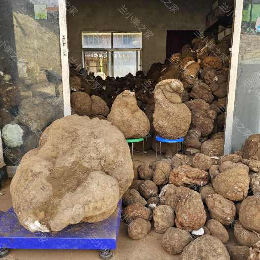 楚雄市云南深山茯苓源头产地直发