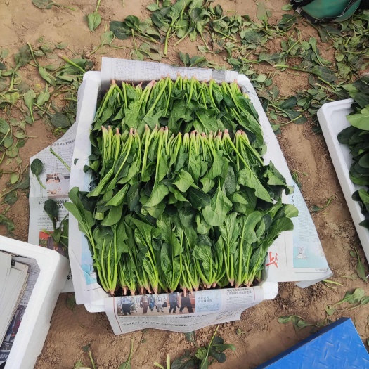 菠菜基地，量大，箱子货，方便袋子货，方便袋子散头货都有