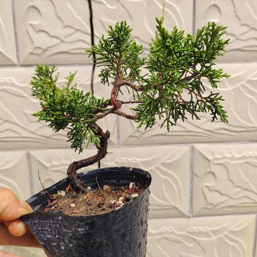 扬州真柏盆景 苗木花草 扬州江都发货 盆栽绿植精品小微素材！
