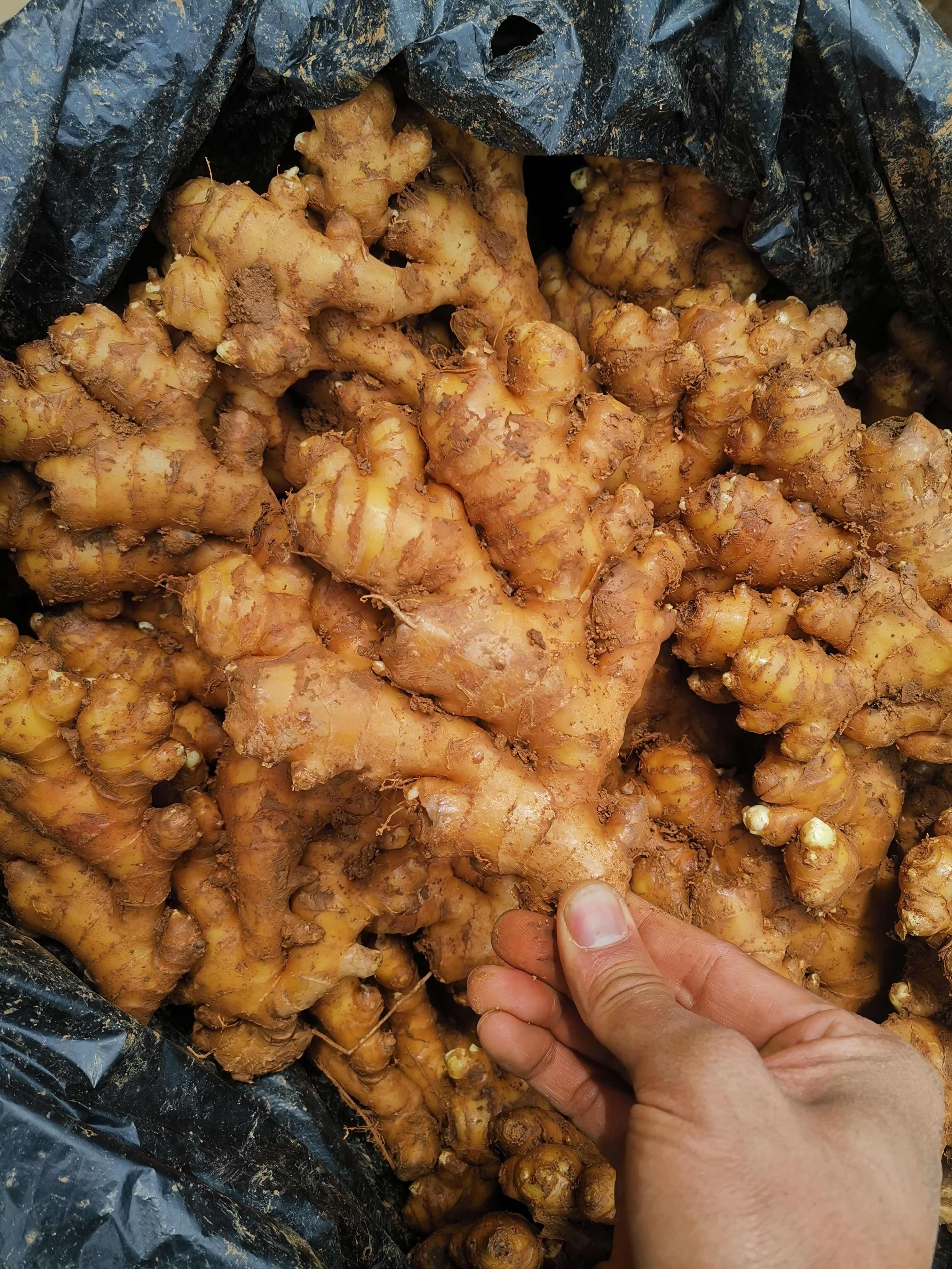 云南罗平窖姜 可代收 场地直发 品种多 质量好
