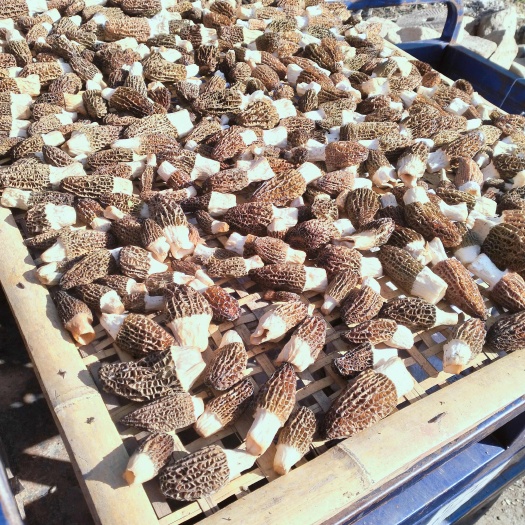 西峡县羊肚菌干货
