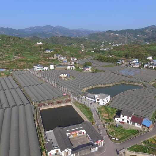 重庆市观光采摘园，半园大棚，全水肥一体化覆盖，高端品种