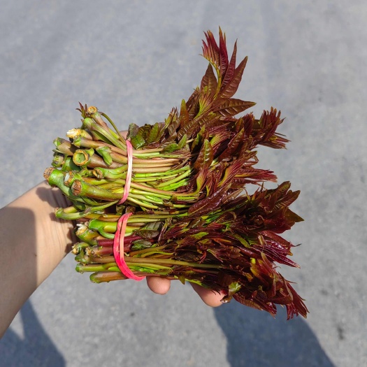 大竹县四川红油香椿芽二茬大量上市，价格便宜，货品质量