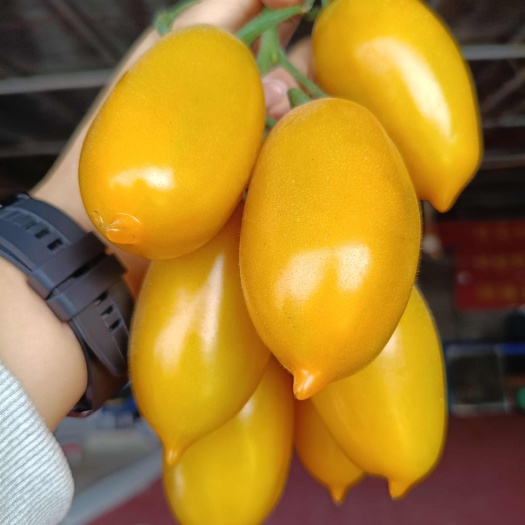 山东寿光新鲜小番茄产地直发个头均匀甜度高